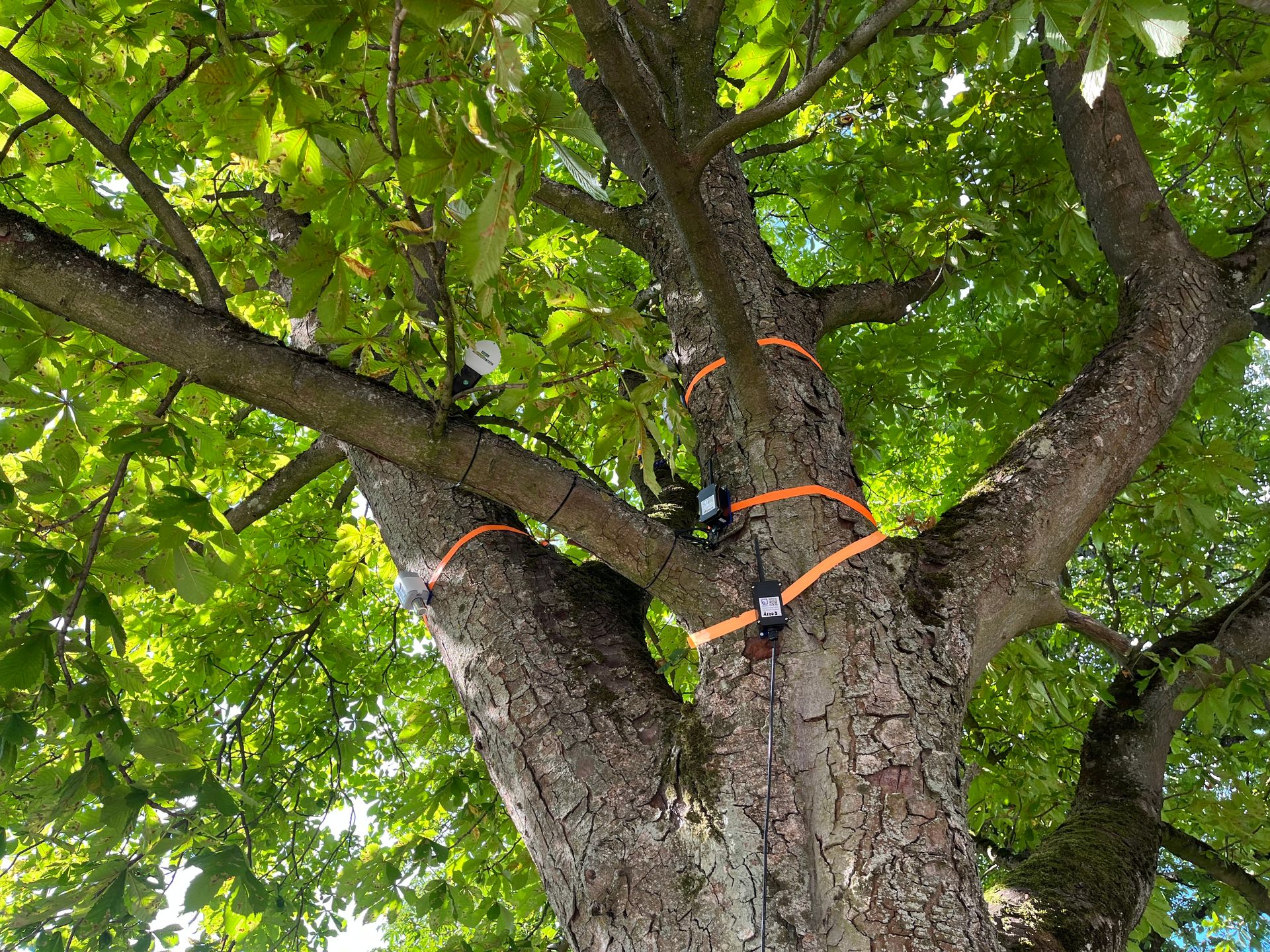 welchen knstlichen weihnachtsbaum Weihnachtsbaum Nordlys