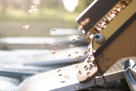 Bienen fliegen um den Eingang eines Bienenstocks, an dem ein elektronisches Gerät befestigt ist. Die Szene ist im Sonnenlicht aufgenommen.